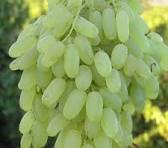 انگور,حسینی,شیرین